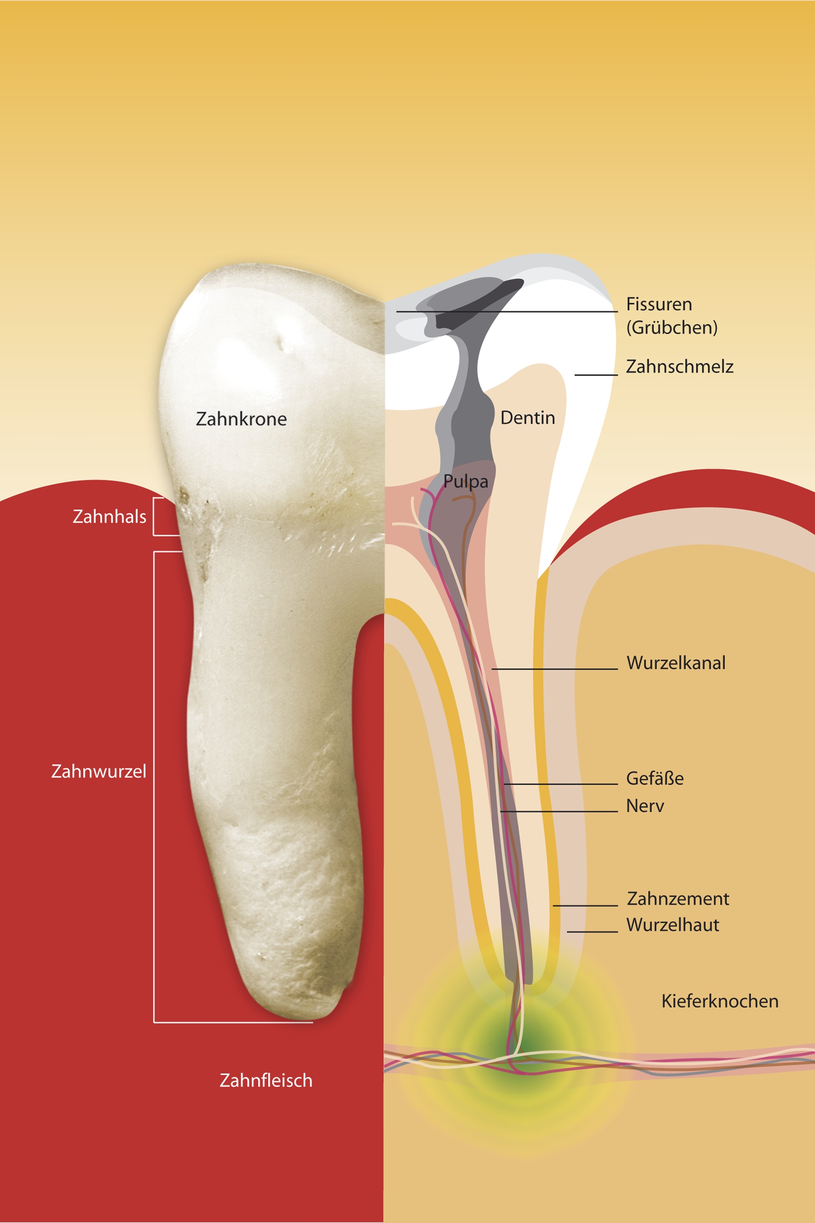 Aufbau Zahn und Ursprung Zahnwurzelentzündung